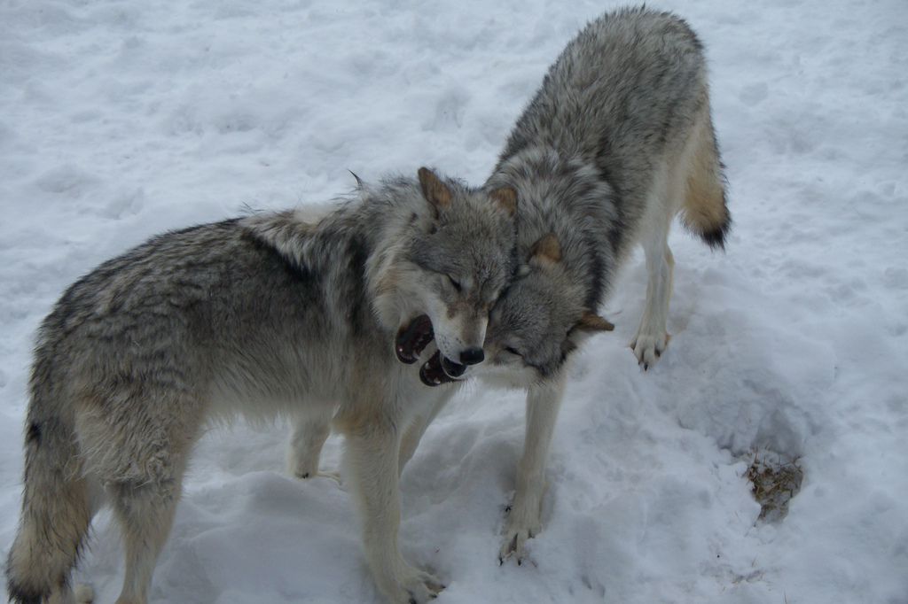 Dos lobos grises jugando en Yellowstone. Fotografía: Zechariah Judy (CC).