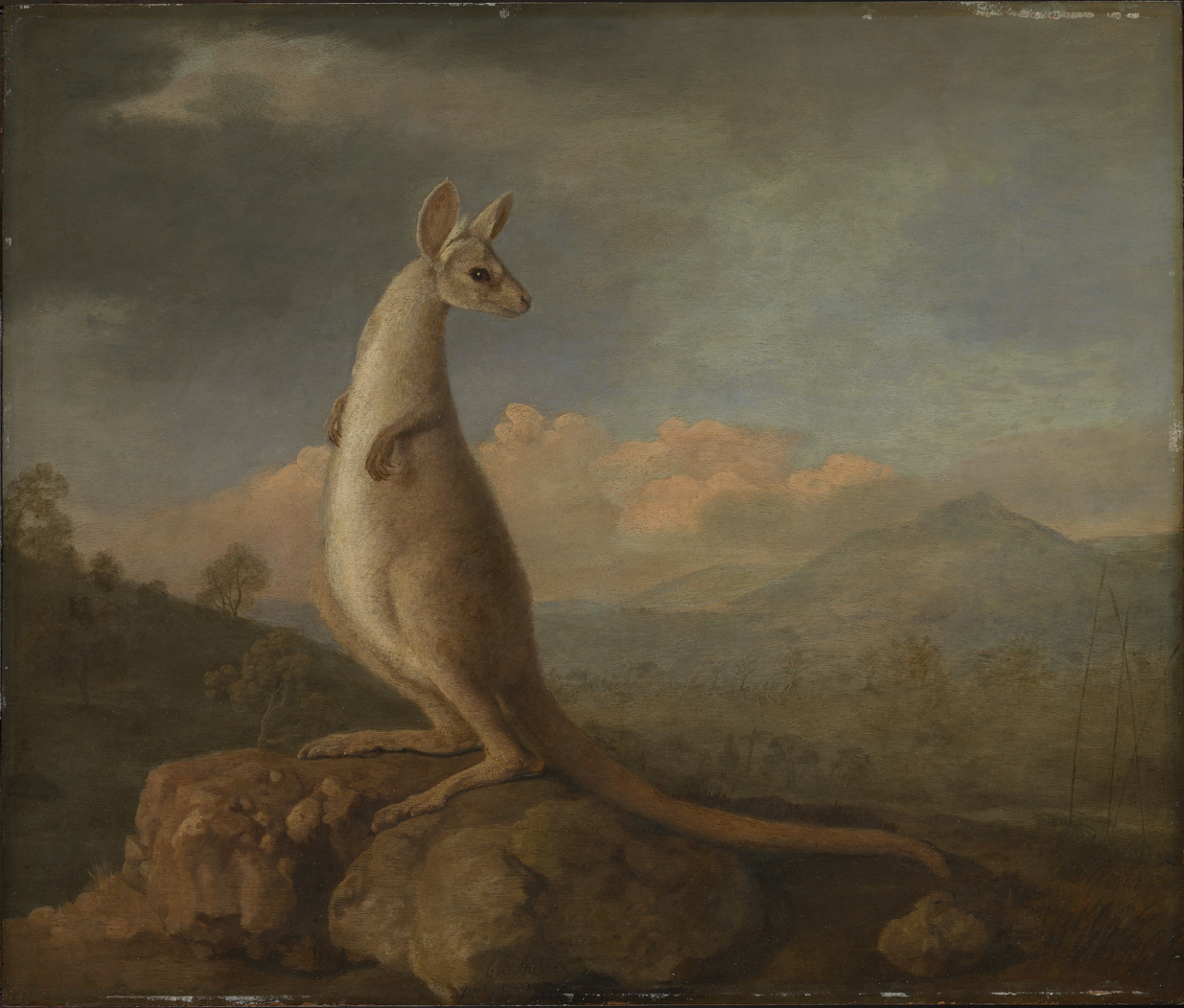 The Kongouro from New Holland (Kangaroo) 1772 by George Stubbs. ZBA5754