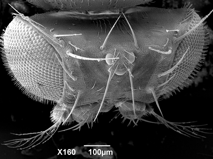 De letras y moscas 2 mage of Drosophila melanogaster head (w67 strain) taken by Pete Splatt of Exeter Bioscience Bioimaging Department
