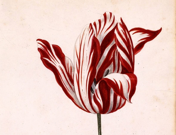  Anonymous acuarela del siglo 17 de la Semper Augusto, famoso por ser el tulipán más caro vendido durante manía de los tulipanes