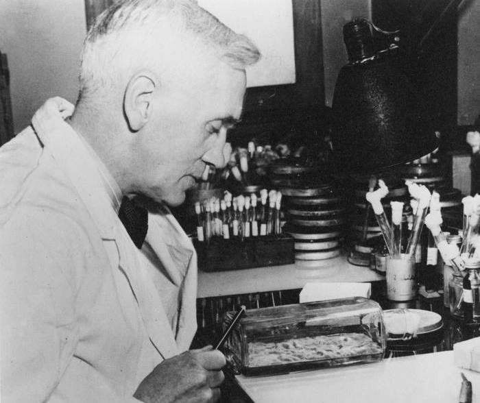 Alexander Fleming (1881-1955) Scottish bacteriologist. Discovered penicillin 1928. Photograph