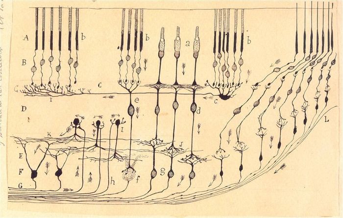 Dibujo realizado por Santiago Ramón y Cajal en 1901 donde se muestra la estructura celular de la retina, que se conserva en el Instituto Cajal. Fuente: Enrique J. de la Rosa, Desde mi torre de marfil.
