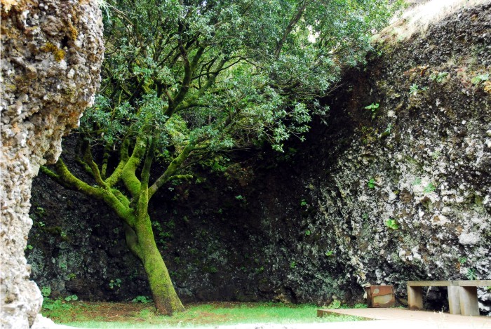 Árbol fuente, el Garoé 1 Foto: CC.
