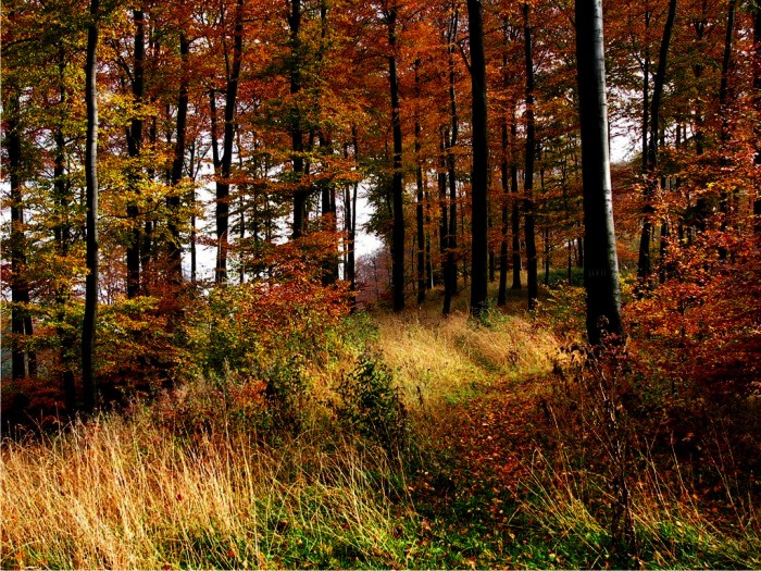 Bosque de Teutoburgo. Foto: Nikater (CC)