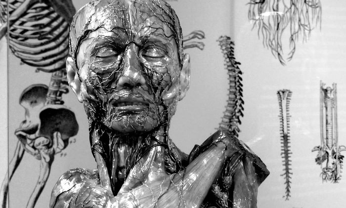 Cuerpo a cuerpo 1 Figura 01 Anatomica 2014 EBruner