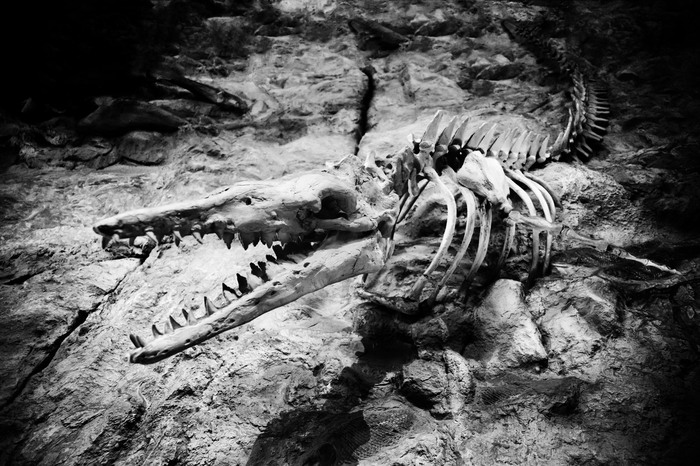De libros, universos paralelos y dinosaurios 2 oie 2713151WZVDJpDh