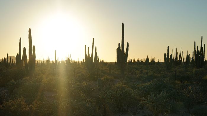 El safari de los espejismos 1 Paty Godoy El sol del desierto