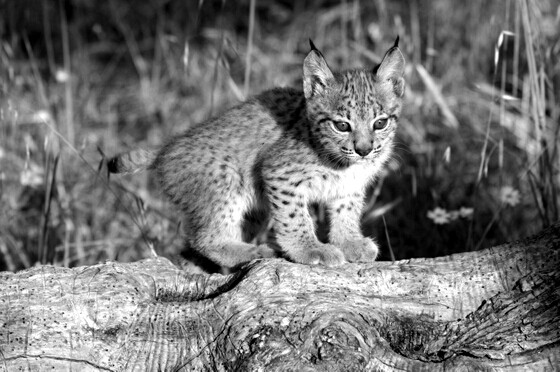 Cachorro de lince de doñana bn