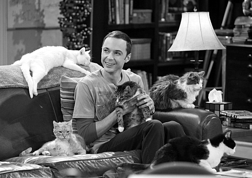 sheldon cats