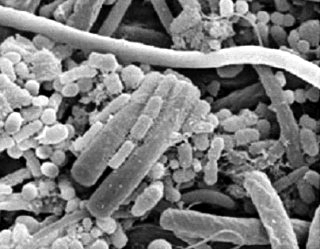 microbiota diversa de bacterias y hongos3