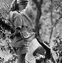 Viviendo entre simios (y III): Jane Goodall