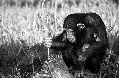 Viviendo entre simios (y III): Jane Goodall - Jot Down Cultural Magazine