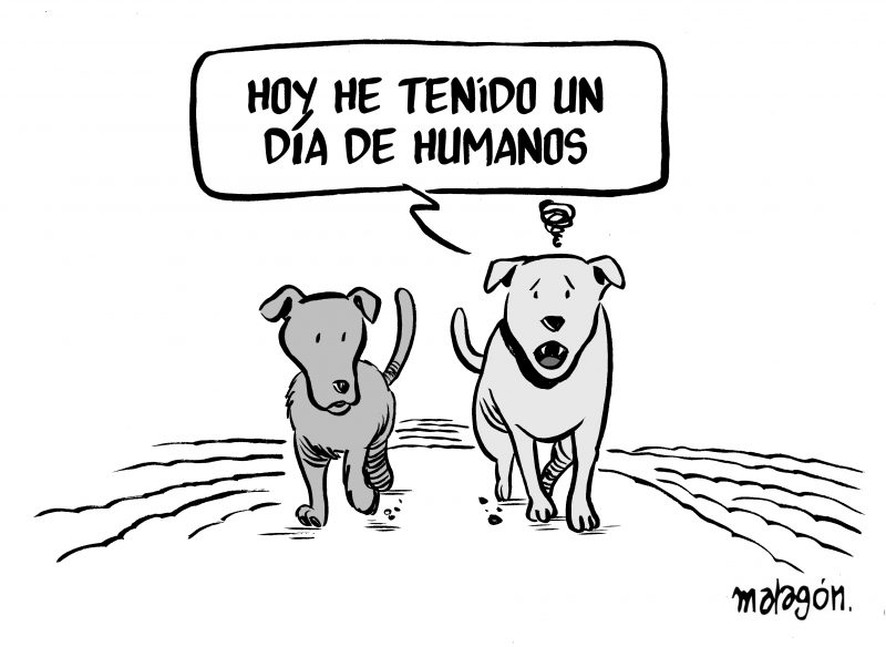 perros