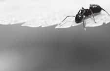 Guerra mundial H: Las hormigas del Paraná que invaden el planeta en silencio