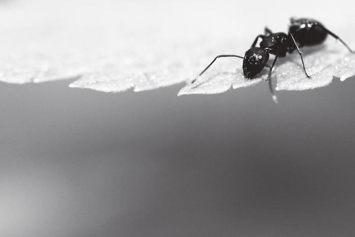 Guerra mundial H: Las hormigas del Paraná que invaden el planeta en silencio 3