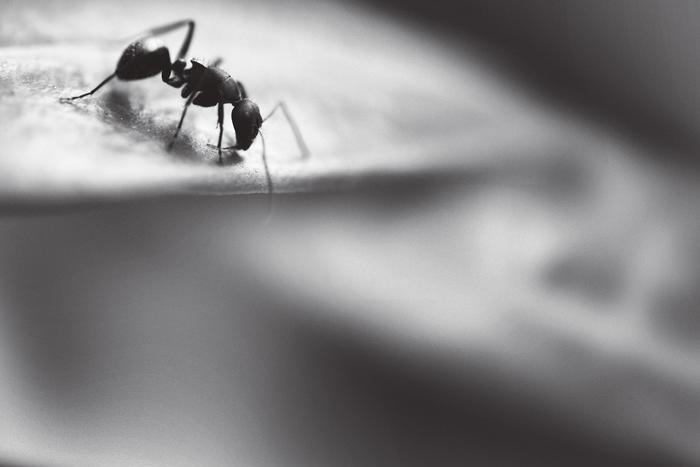 Guerra mundial H: Las hormigas del Paraná que invaden el planeta en silencio 2 oie WhqJFDnWH2Hd