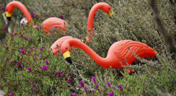 Los anti-Nobel 1 plastic flamingos result