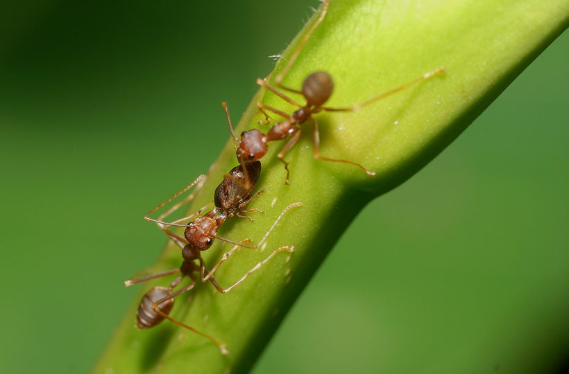 Abastecer Esmerado Estar satisfecho El sorprendente GPS de las hormigas - Jot Down Cultural Magazine
