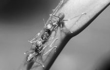 El sorprendente GPS de las hormigas