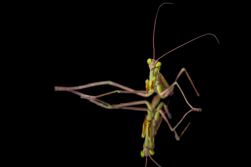 Mantis: vida, muerte y sexo caníbal del alien de los arbustos 3 15812729391 4a95cade3b k e1572871945717