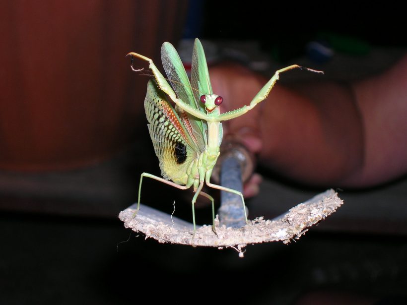 Mantis: vida, muerte y sexo caníbal del alien de los arbustos 2 8082787280 17b2967f64 k e1572871778588