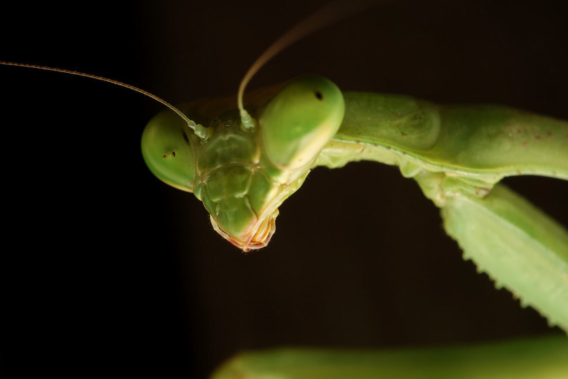 Mantis: vida, muerte y sexo caníbal del alien de los arbustos 1 port
