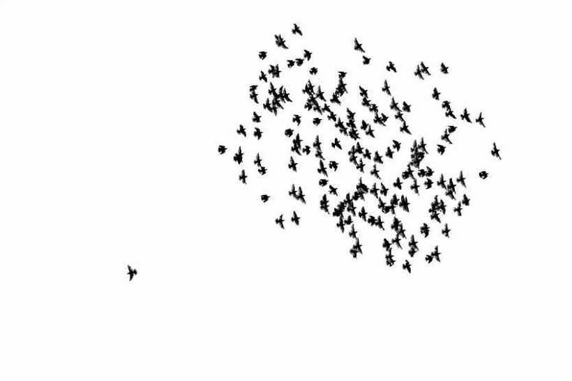birds swarm flock of birds sky