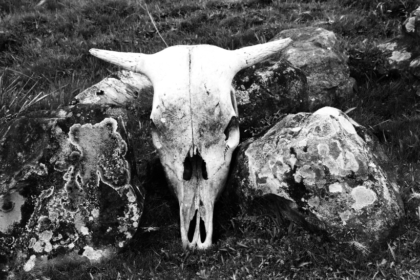 bull-1787220_1280