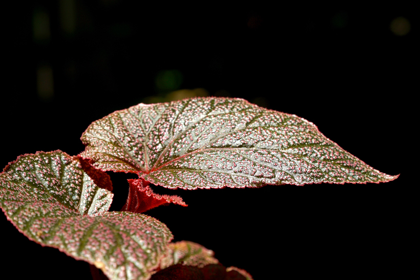 Cien cosas muy hermosas 13 begonia