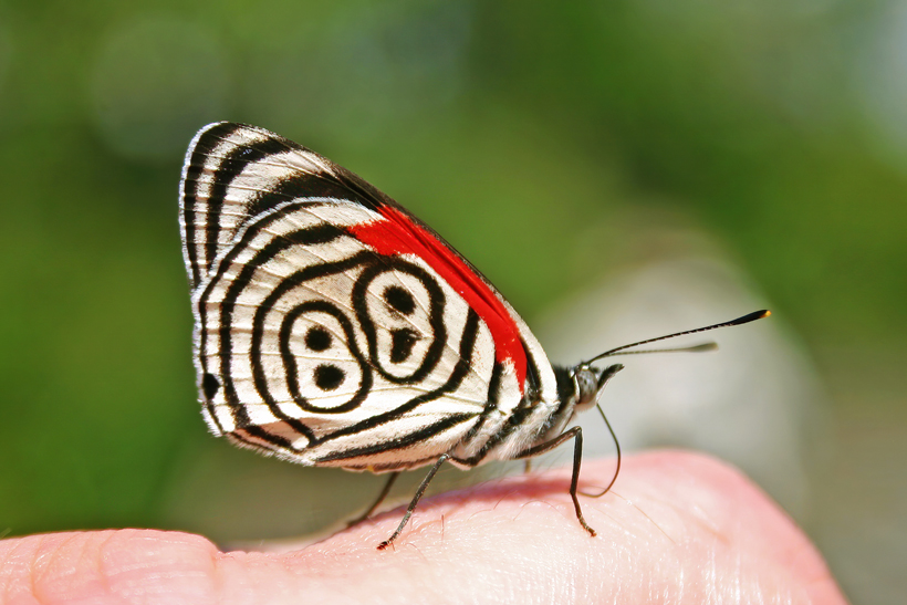 Cien cosas muy hermosas 8 mariposa