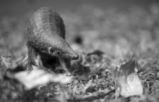 November 6, 2019, Thailand: A rescued young Sunda pangolin takes his first tentative steps after being released back into the wild in Thailand, in a series of photographs snapped by staff from international conservation charity ZSL (Zoological Society of London). ..The Critically Endangered animal was being illegally kept in cramped conditions and constant darkness by a poacher, before being saved by ZSL staff and local park rangers...Nicknamed Kosin â€“ inspired by the Thai name for the god Indra, celebrated as a friend to humanity - by his rescuers, the puppy-sized youngster, estimated to be under a year old, weighed just 1kg and measured 67-centimetres nose-to-tail...Believed to have been snatched at night by poachers searching for pangolins to sell, experts think Kosin was kept alive as the meat and scales of live pangolins reach a higher price on the black market than those of dead animals...Following his rescue, Kosin was given a thorough health check and despite his ordeal found to be in good condition. After a short period of monitoring he was ready to be returned to the wild...The team from ZSL transported him to a remote, safe place as far away from known poaching hotspots as possible and have been monitoring his release site ever since. They are pleased to report that no poachers have been seen there since his release, giving Kosin the best possible chance of survival...Dr Eileen Larney, ZSL Conservationist said: â€œIt was an extraordinary moment to watch Kosin being released back into the wild and then take his first steps back to the wild, but sadly his story is rare. Our team was able to get to him in time, care for him and return him to the wild. Thanks to the support of our donors and our incredible team he has been given a precious second chance, something many thousands of his species do not get...â€œA single pangolin is worth up to three monthsâ€™ wages for rural villagers in Thailand and is considered as valuable as a lottery wi