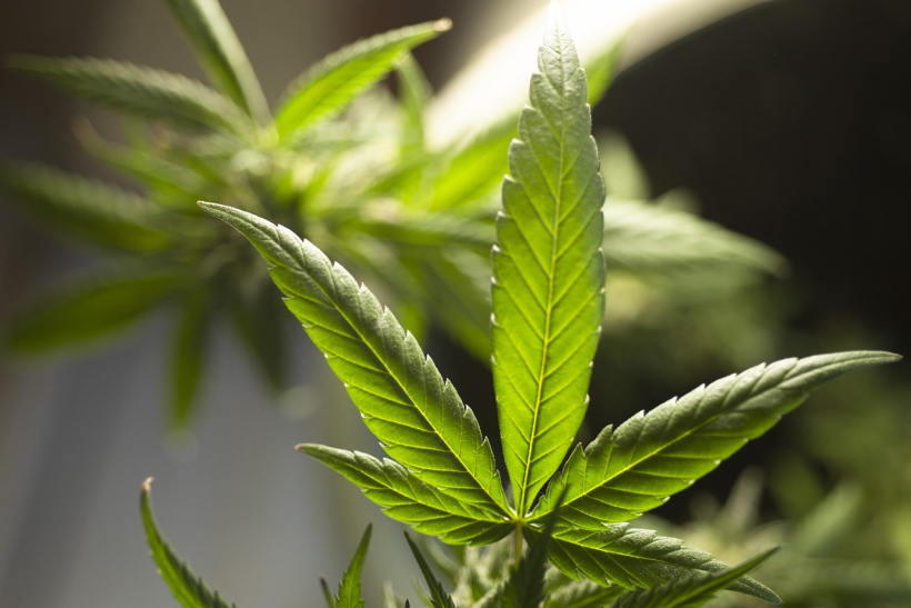 Futuro Imperfecto #37: A la economía por la maría 1 marijuana leaf 5315554 1280