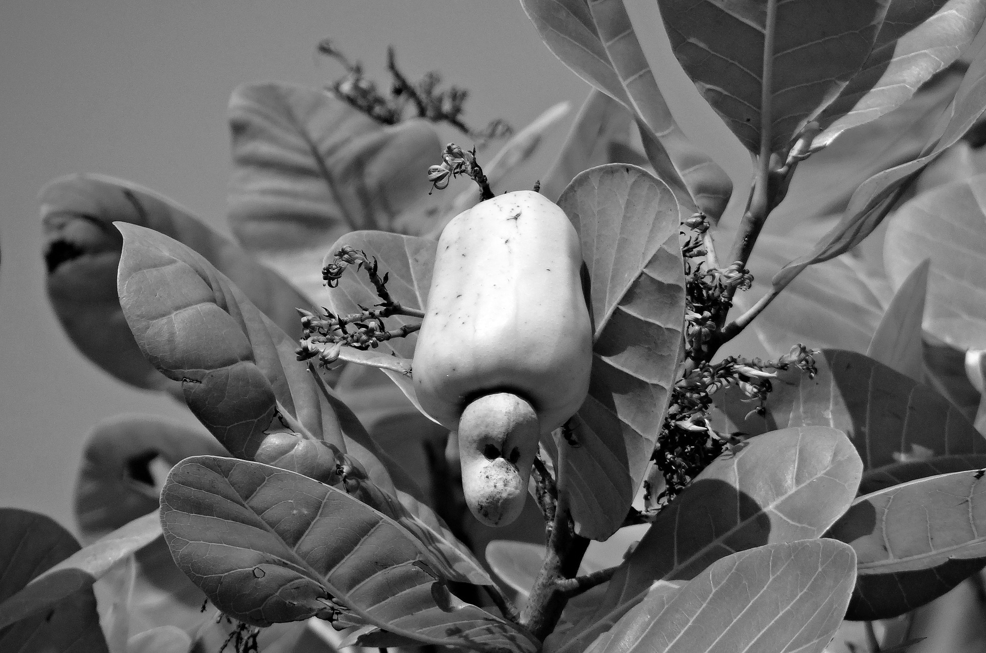 cashew nuts 322556 1920bn