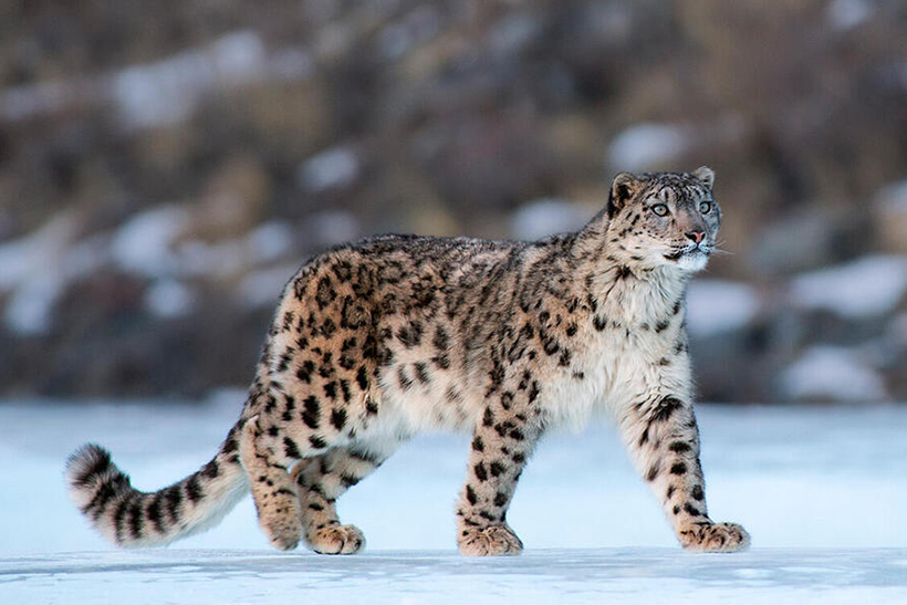 Un leopardo de las nieves, en su hábitat. Foto WWF.po