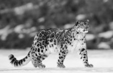 A veces ves el leopardo de las nieves