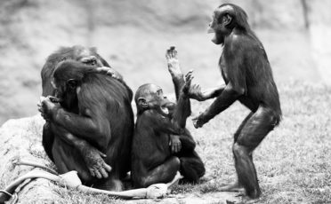 Un grupo de bonobos jugando. Foto Eric Kilby desigualdad social