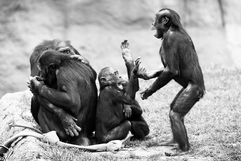 Un grupo de bonobos jugando. Foto Eric Kilby desigualdad social