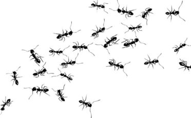 quemar hormigas