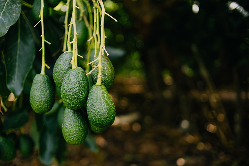 Aguacate, la fiebre verde 1 aguacates en