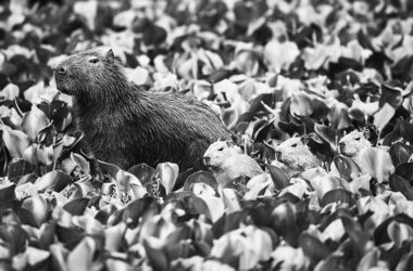 Una capibara, chigüire o carpincho hembra con sus crías. Foto Clodomiro Esteves Junior (CC)