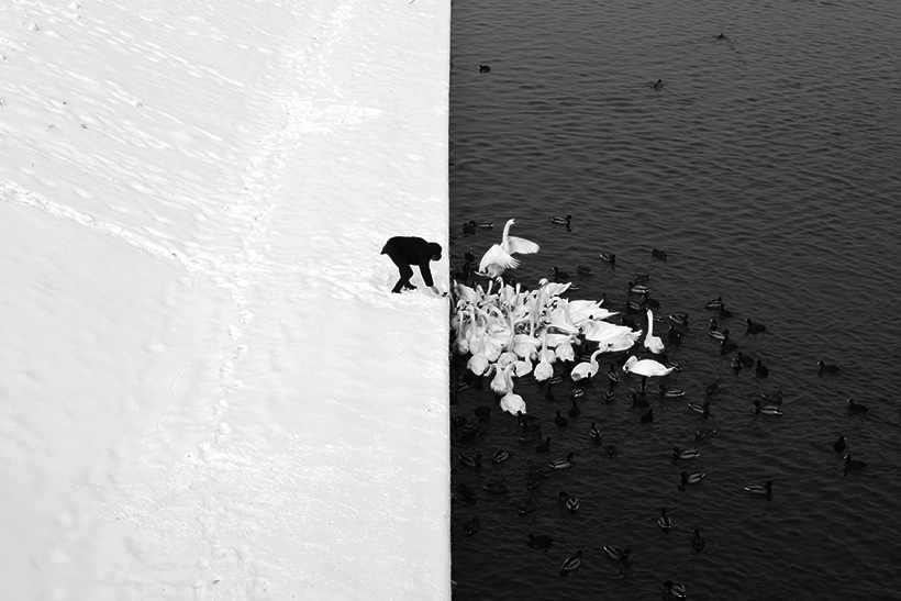 Fotografía Marcin Ryczek (CC). cisne negro