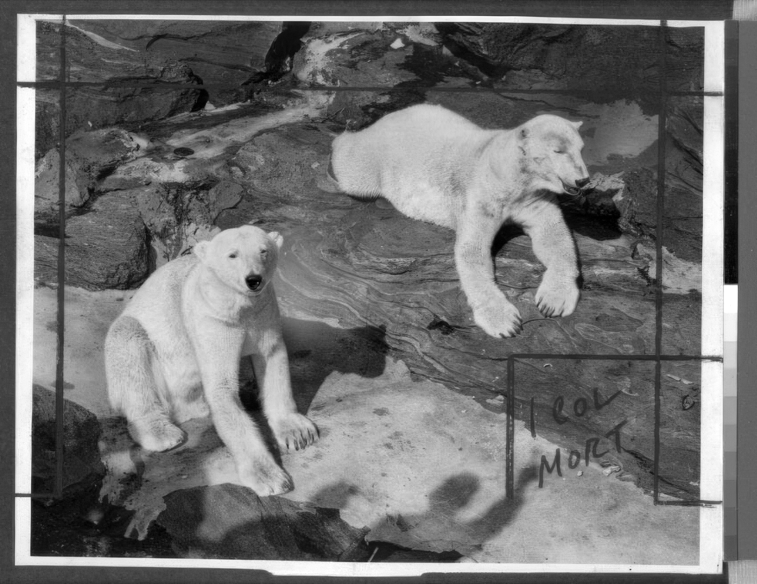 polarbears