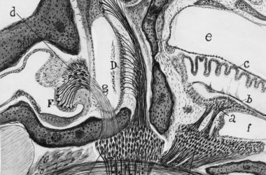 El laberinto del oído interno, por Santiago Ramón y Cajal. (DP) jot down news