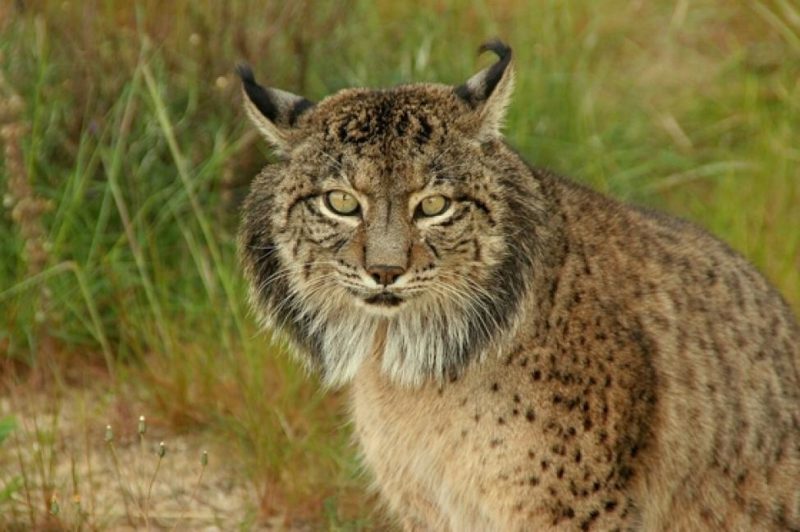 Sobre linces y linces 1 Iberian Lynx linces6
