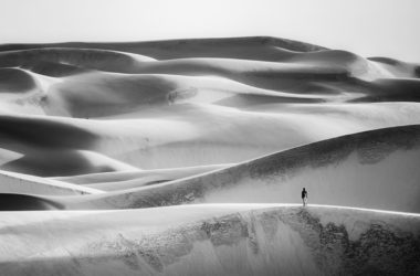 Flores del desierto