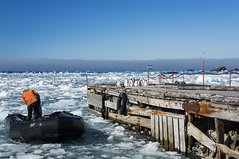 Aventuras de una joven periodista en la Antártida 1 Varios pingüinos de Adelia en el muelle de Base Esperanza, Antártida, 2015. Fotografía: Getty.