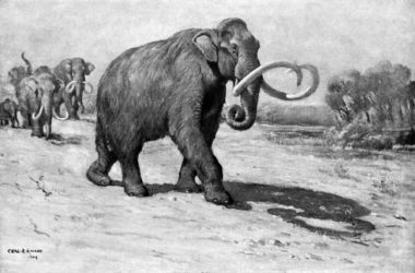 Columbian mammoth