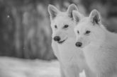 image 13808e Dire Wolvesbn