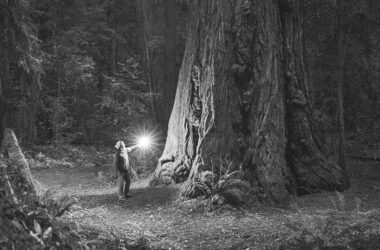 Detalle de portada de El bosque infinito, de Annie Proulx. Imagen Tusquets.