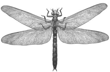 engraving meganeura